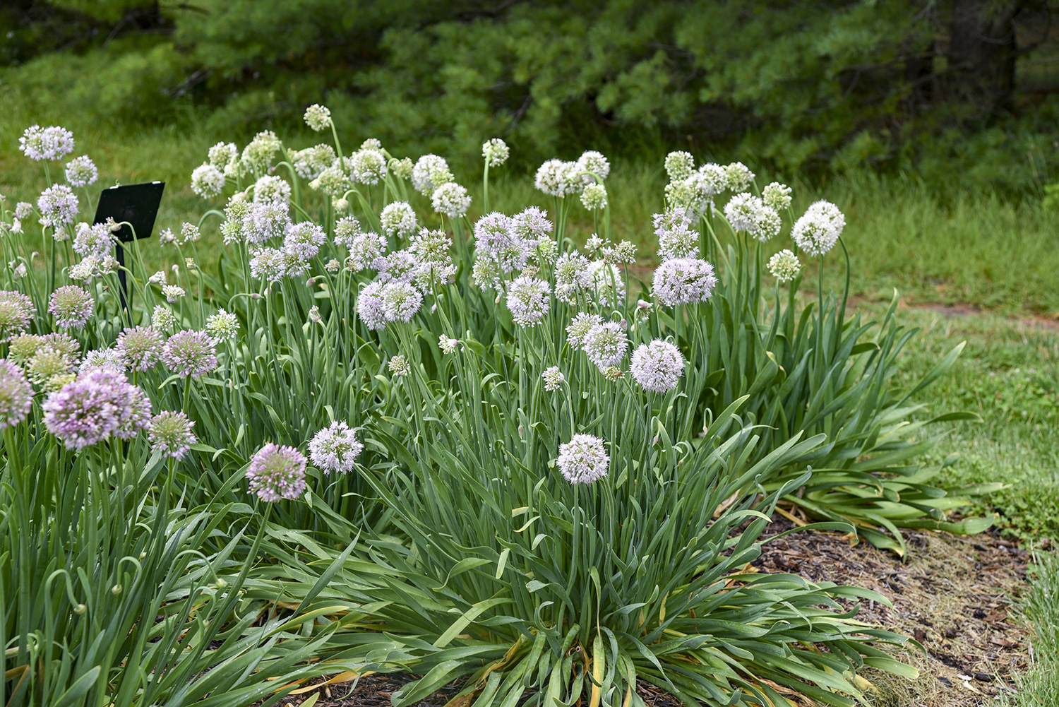Allium
